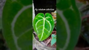 my caladium collection