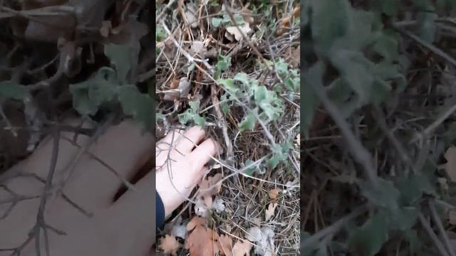 Грибы в январе. Крымские грибы "мышата".