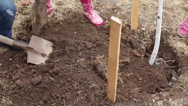 #ЛесПобеды2017 * Лицей №1 Нахабино смотреть онлайн