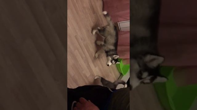 Как мы кормим щенков хаски, часть 3