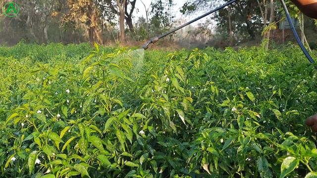 Confidor insecticide || Bayer Confidor details information
