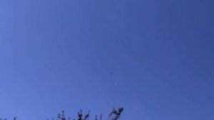 Голуби Донецка .    Красные, жёлтые, молочные и др .