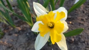 Нарцисс Кассата .  Narcissus Cassata .