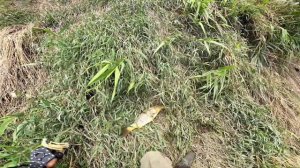 Новая локация 2021 и неизвестный мне ранее вид рыбы-охота с рогатки на рыбу2021-рыбалка с рогаткой