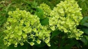 7. Метельчатая гортензия Pinklight (Пинк Лайт)