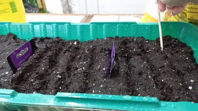 Посев бегонии вечноцветущей ??? смотреть онлайн