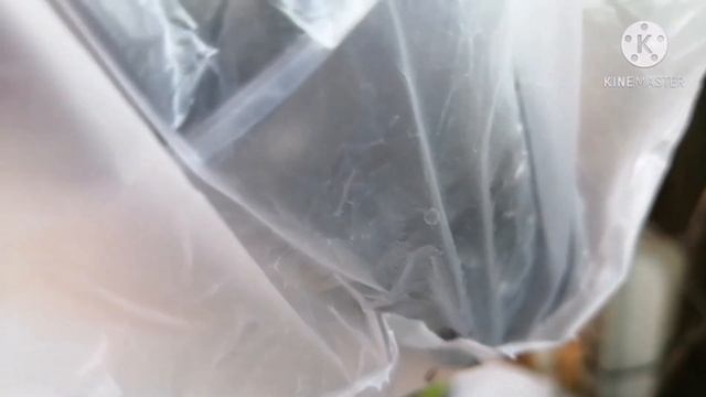 Размножение бегонии листом. Укоренение в воде. смотреть онлайн