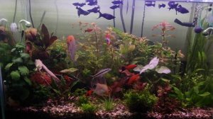 Био баланс аквариума восстанавливается!