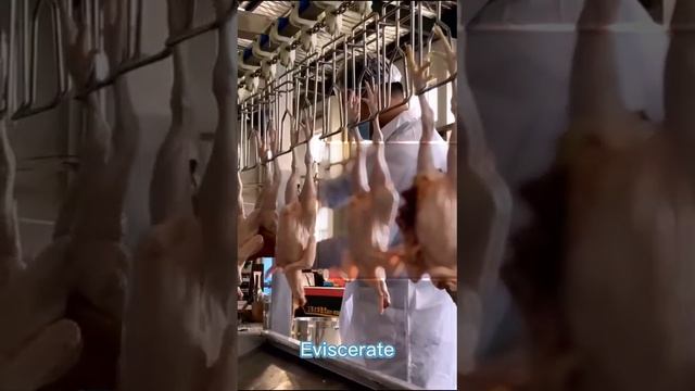 Eviscerate: remove the chickens' viscera