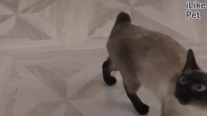 5  особенностей характера меконгских бобтейлов