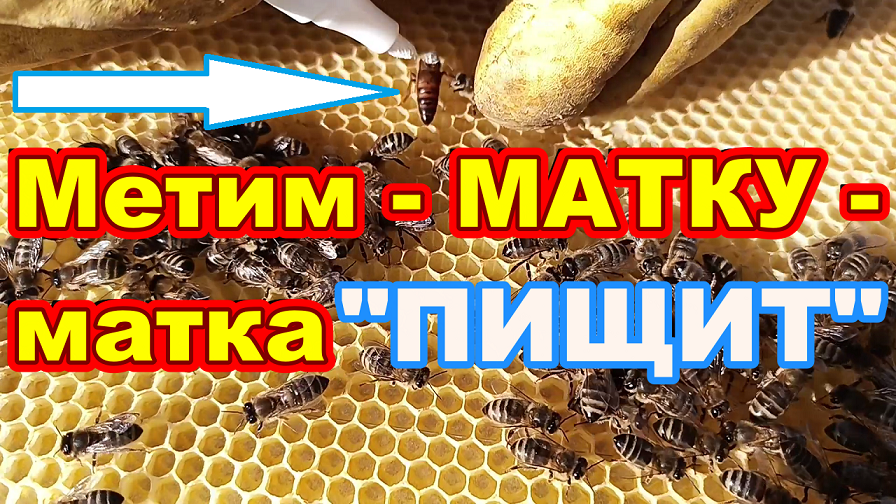 Метим МАТКУ  ПЧЁЛ ! Матка убегает и Пищит ! Как сеет молодая матка пчёл !