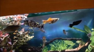 2018 12 07_добавление грунта в 500л аквариум. Потомство от моллинезии-далматинец!