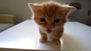 Кошка шипит на маленького котенка