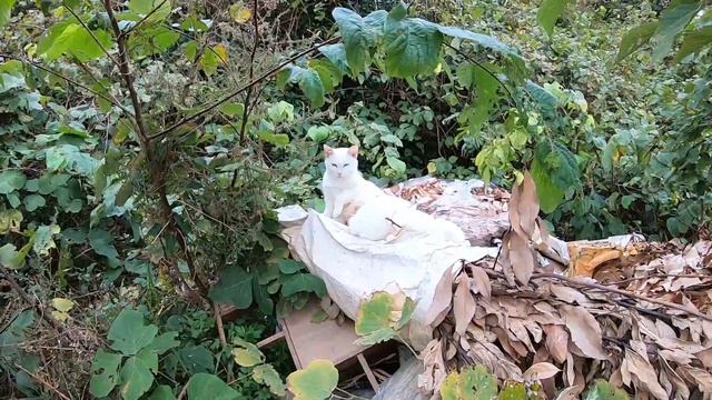 野良猫の親子にそ～っと近づいて撮ってみる
