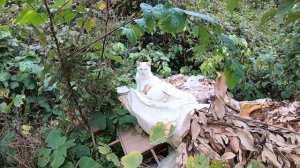 野良猫の親子にそ~っと近づいて撮ってみる