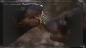 Tasmanian devil Documentary    The Biggest Marsupial Carnivore Left on Earth   The Tasmanian Devil