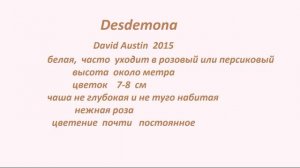 РОЗЫ Д.ОСТИНА. Gentle Hermione и Desdemona в моём саду.
