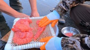 Солим красную икру на Камчатке.1часть