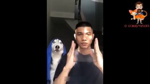 ПРИКОЛЫ С КОТАМИ! Смешные коты С ОЗВУЧКОЙ! УГАРНЫЕ Смешные Животные! ДО СЛЁЗ!