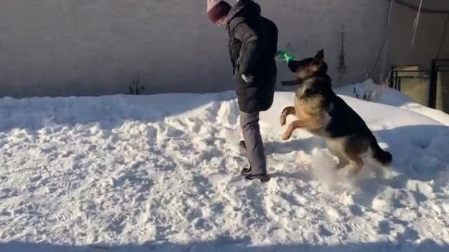 Арчи