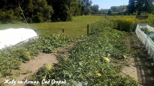 Какая плотность плёнки лучше. Что показывает практика. Огород на плёнке.