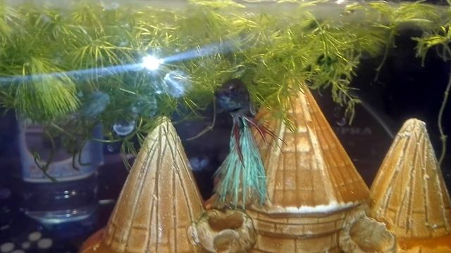 Рыбка Петушок - ПеТя, спустя пол года жив и здоров смотреть онлайн