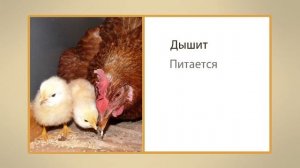 Живая и неживая природа. Видеоурок по окружающему миру 1 класс