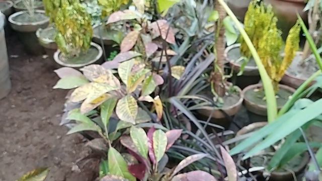 indoor plant lemon croton yellow green shades in leaves смотреть онлайн