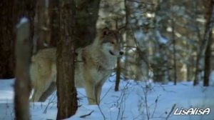 Владимир Высоцкий "Охота на волков"