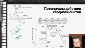 Потенциалы действия кардиомиоцитов | Олимпиадная биология