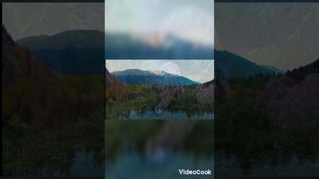 животные красной книги России смотреть онлайн