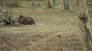 Tiger kills adult Gaur [New Footage]