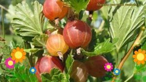Крыжовник обыкновенный Ласковый. Краткий обзор, описание характеристик ribes grossularia Laskovyi