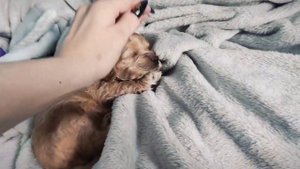 Кокапу ❤️