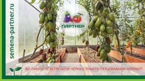 ВЫ ТАКОГО НЕ ВСТРЕЧАЛИ! ЧЁРНЫЕ ТОМАТЫ ПЕРЦЕВИДНОЙ ФОРМЫ – БУРАЯ ГРОЗДЬ F1