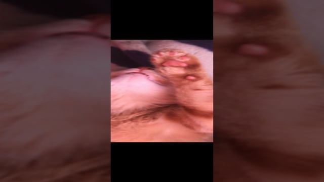 рыжик котик