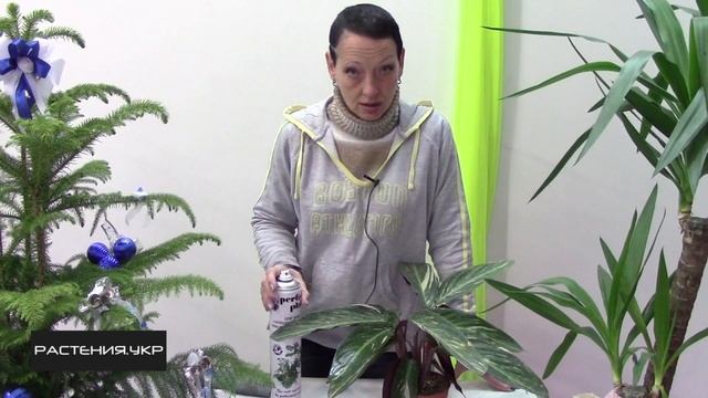 Как придать блеск листьям? / Спрей блеск для листьев SPRING смотреть онлайн