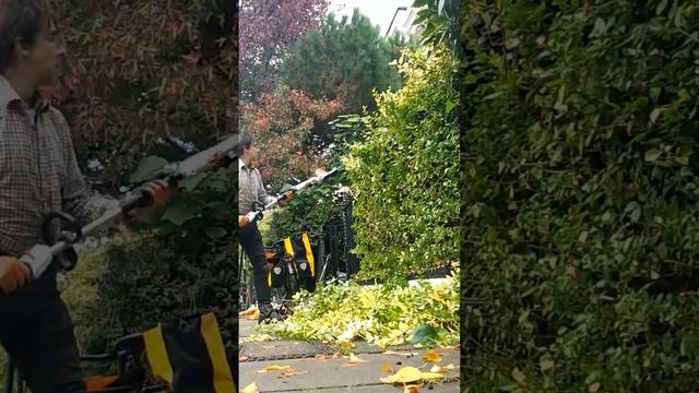 Islington Hedge Trim using Stihl electric hedge trimmer. смотреть онлайн
