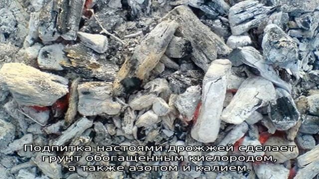 Дрожжи для рассады томатов и перцев смотреть онлайн