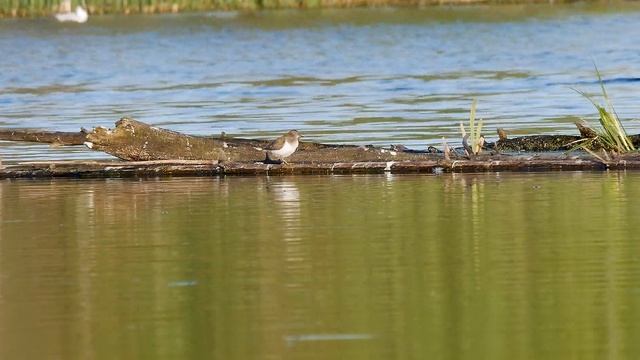 Кулик Перевозчик смотреть онлайн