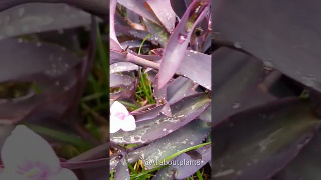 Purple heart flower |Tradescantia pallida|