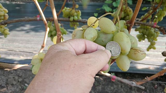 Виноград Услада (Калугин В. М.) Виноградник Король В. Н. SLAVA.KING2007@MAIL.RU г. Краснодар смотреть онлайн