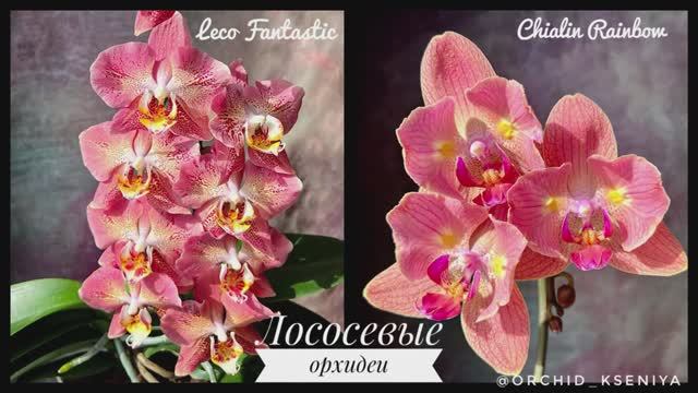 Лососевые фаленопсисы: Leco Fantastic и Chialin Rainbow ? Леко Фантастик и Чиалин Рэйнбоу | Обзор