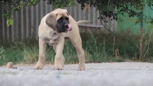 NICKO NEW ISAN. Английский мастиф. English Mastiff.