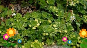 Камнеломка теневая. Краткий обзор, описание характеристик, где купить крупномеры, саженцы