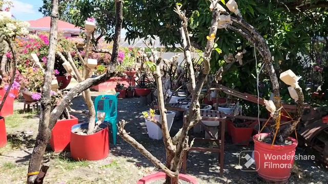 REGRAFT: SOLUSYON SA HINDI MAGANDANG GRAFTED BOUGAINVILLEA / PAGPAPALIT NG VARIETY NG GRAFTED смотреть онлайн