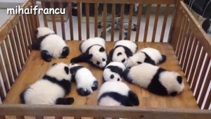 Смешная панда в зоопарке Китая . / Panda Bear Funny panda in the zoo of China .