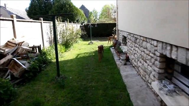 Histoire d'os Azawakhs Fahim et Goumsao.Азавак, Azavak смотреть онлайн