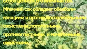 ЛЕЧЕБНЫЕ СВОЙСТВА МОЛОЧАЯ .