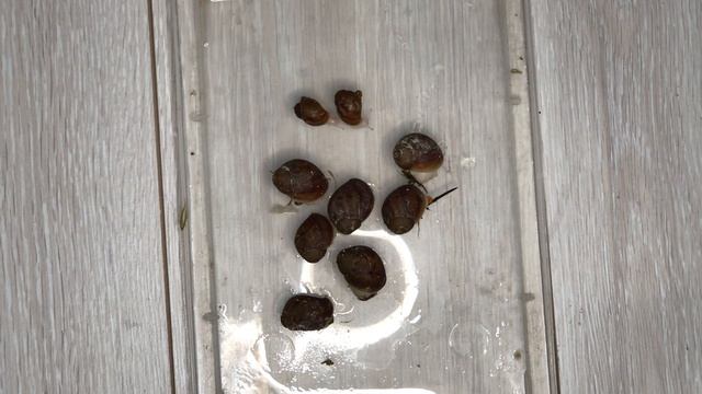 Чем кормить улиток Ахатин|Правила кормления смотреть онлайн